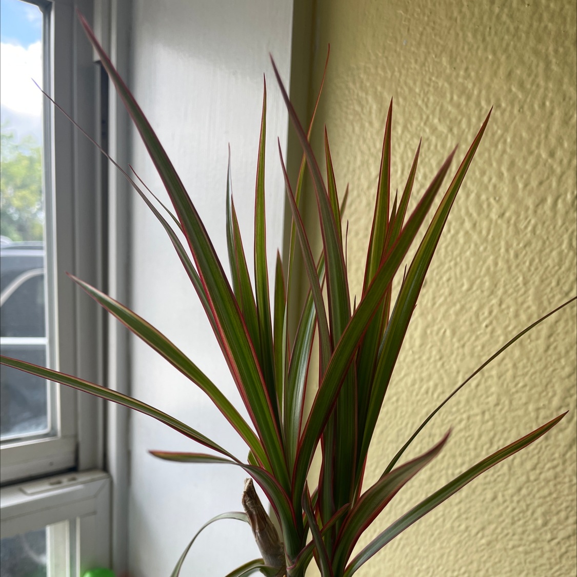Song of India plant photo by @Cassidhe named da Vinci on Greg, the plant care app.