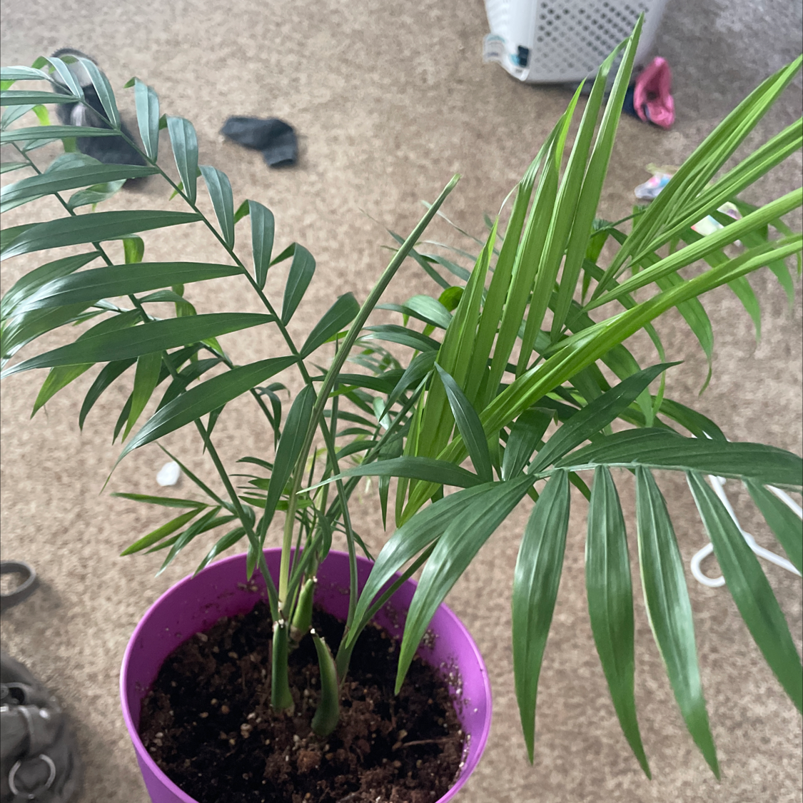 Parlour Palm plant photo by @Cassidhe named Surya on Greg, the plant care app.