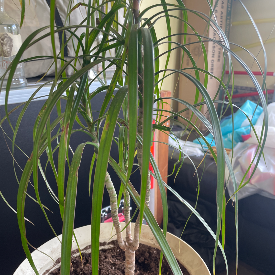 Song of India plant photo by @Cassidhe named Doja Cat on Greg, the plant care app.