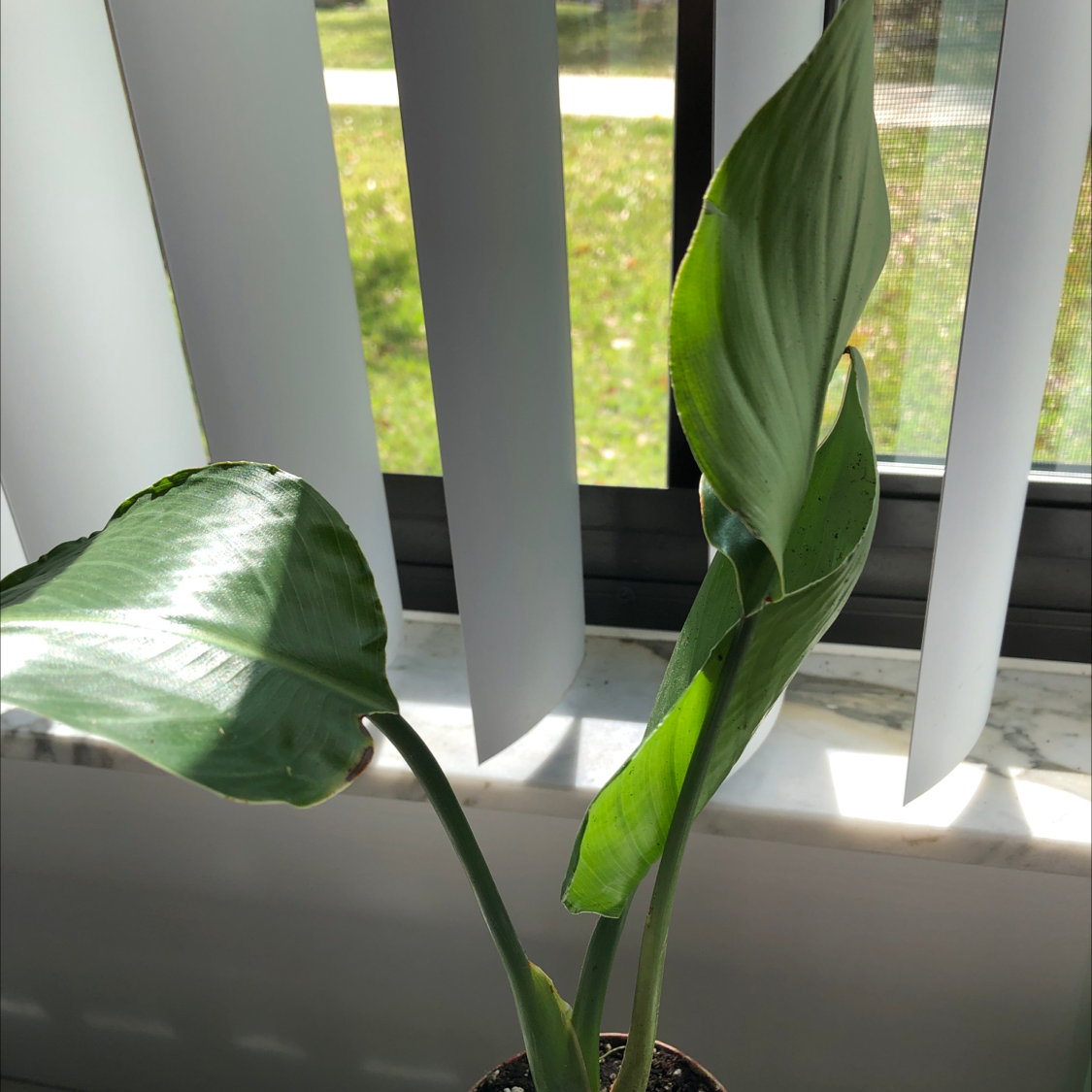 Bird of Paradise plant photo by @Les59 named Your plant on Greg, the plant care app.