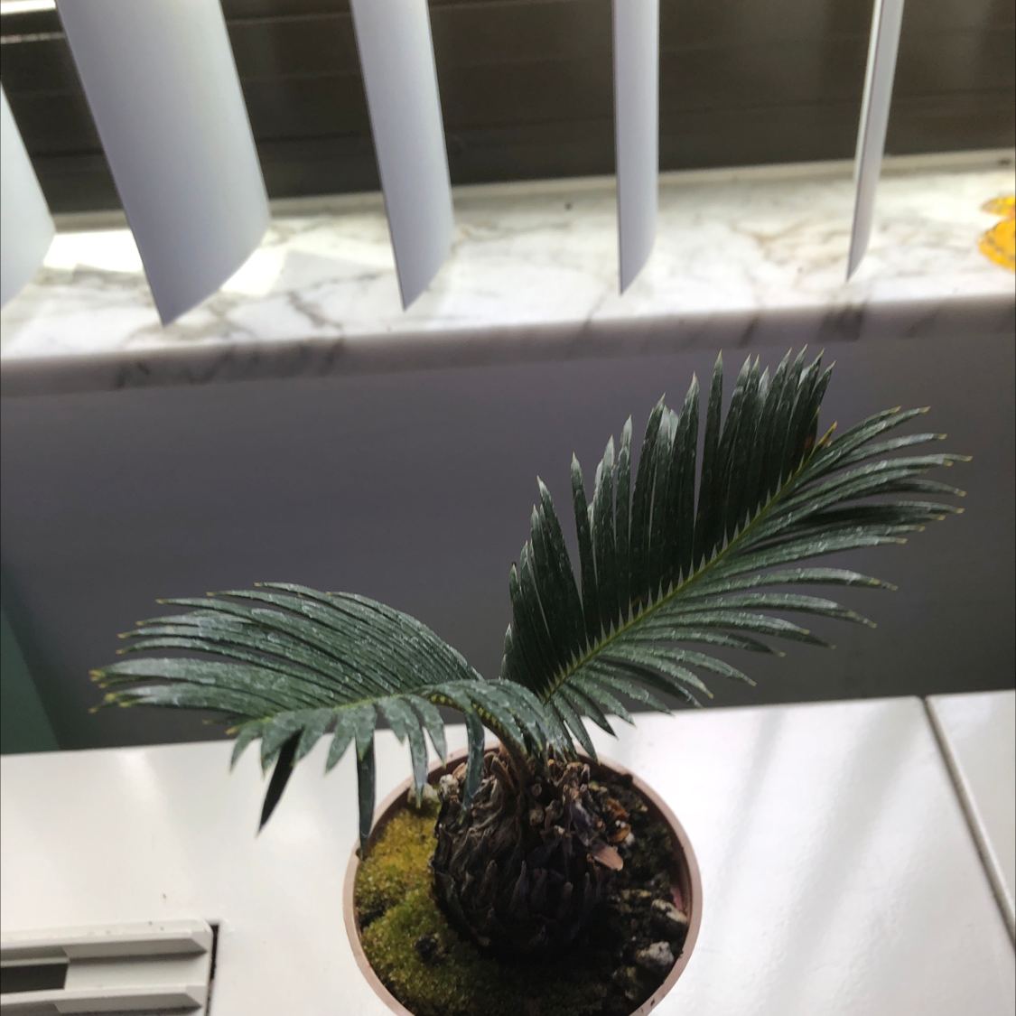 Photo of the plant species Sago Palm by @Les59 named Your plant on Greg, the plant care app