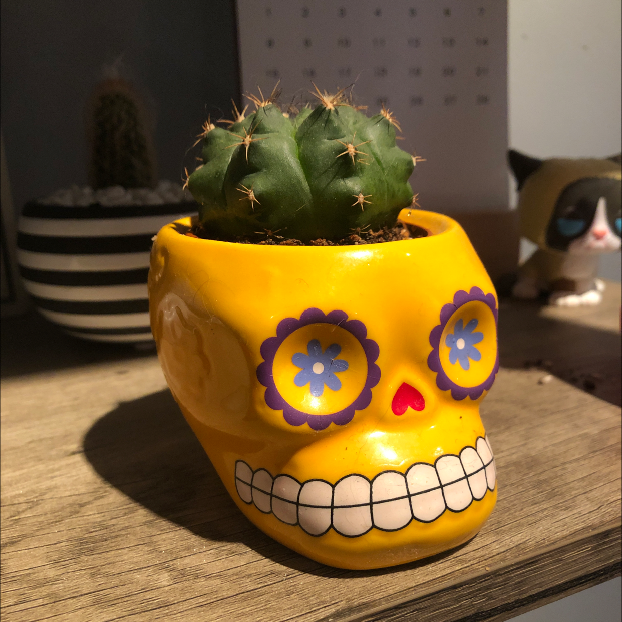 Photo of the plant species Blue Barrel Cactus by @Baileymezinger named Sisco on Greg, the plant care app