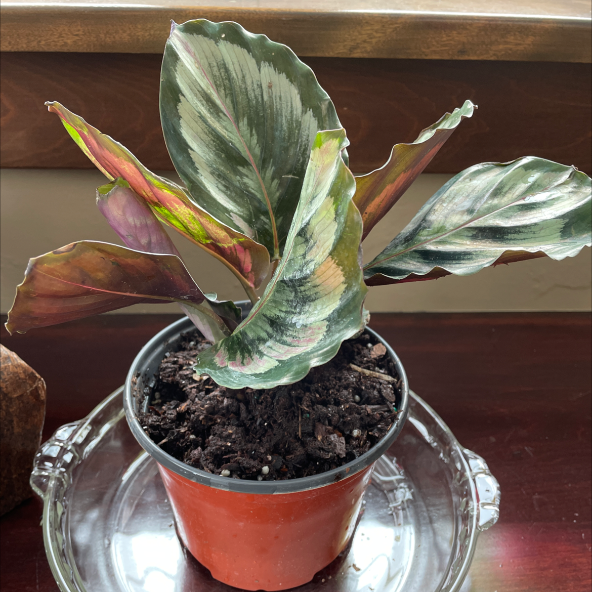 Calathea 'Medallion' plant in a small pot with variegated leaves.