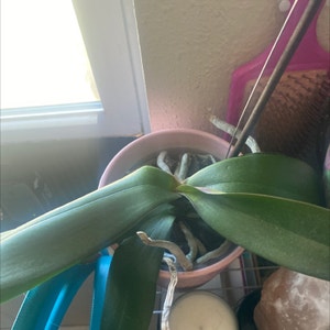 phalaenopsis orchid plant photo by Abigail named Calypso on Greg, the plant care app.