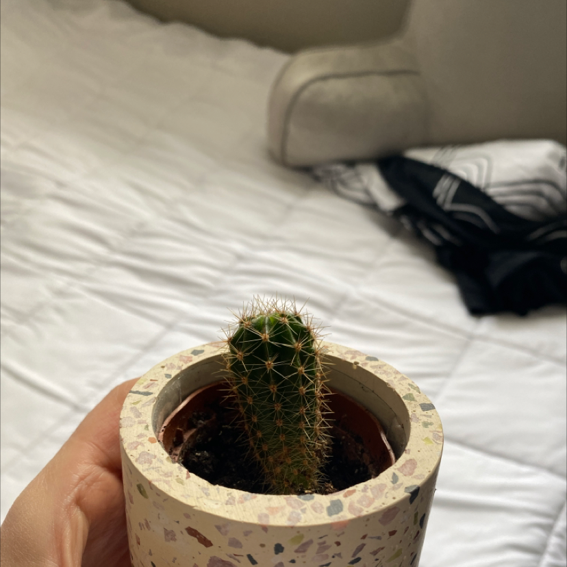 A small Scarlet Hedgehog Cactus in a pot, held by a hand in a bedroom setting.