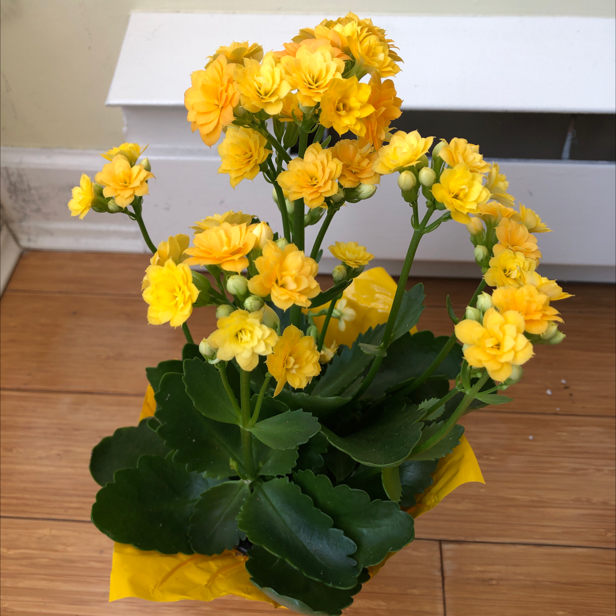 Photo of the plant species Florist Kalanchoe by @cvince33 named Romeo on Greg, the plant care app