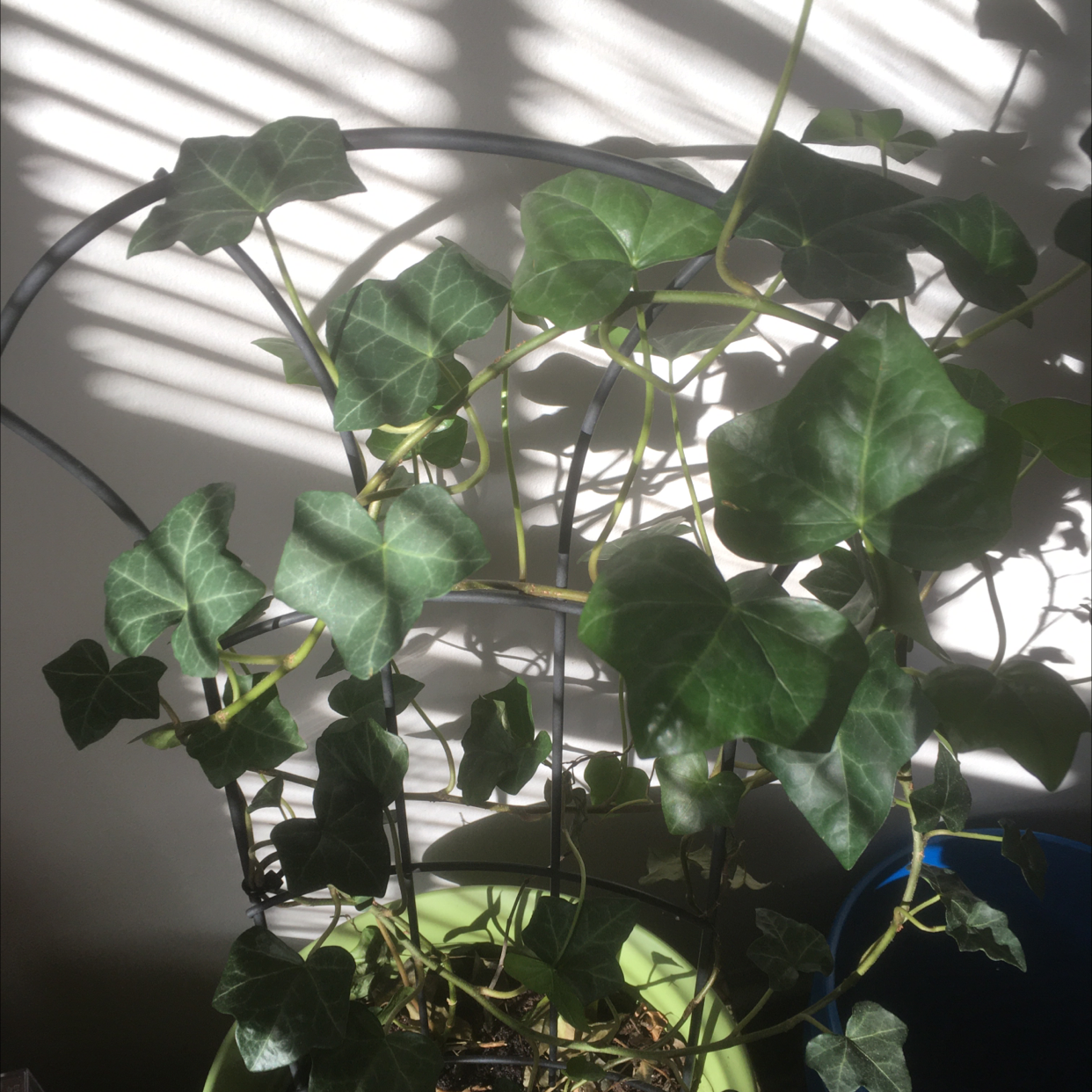 English Ivy plant photo by @priyuhhhhh named Ivy on Greg, the plant care app.