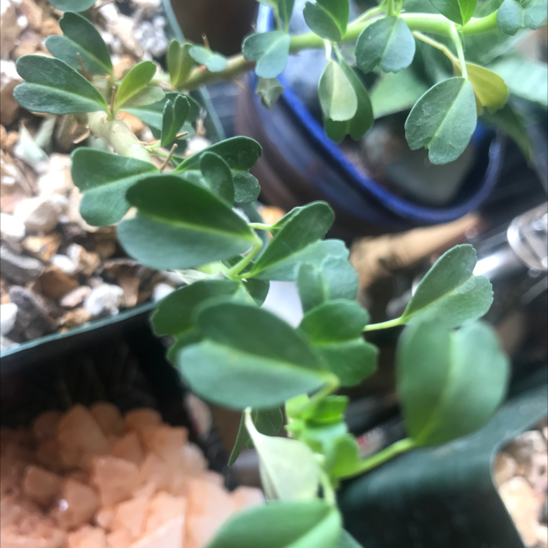 Plant care for Bushman's Candle on Greg, the plant care app