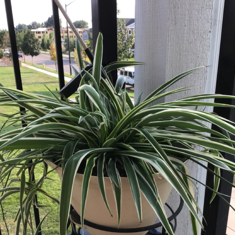 Spider Plant plant photo by Brandi named Zion on Greg, the plant care app.