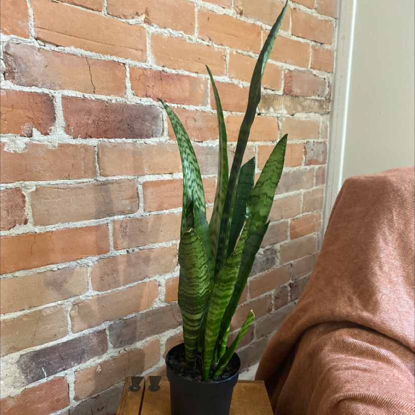 Zeylanica Snake Plant in a black pot on a wooden surface against a brick wall.