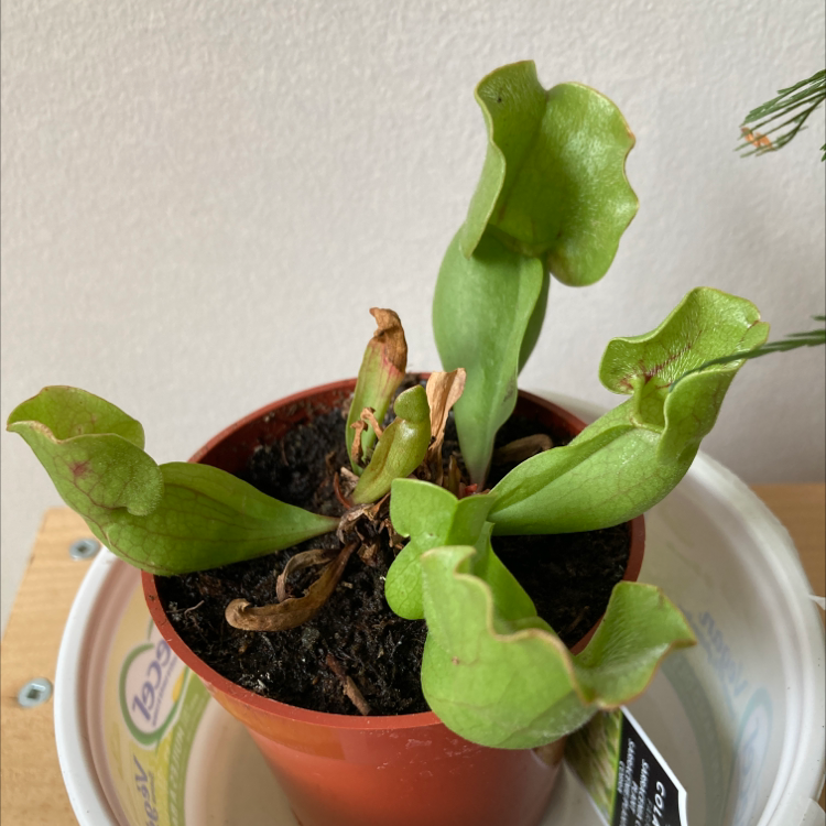 Purple Pitcher Plant in a small pot with some browning leaves.
