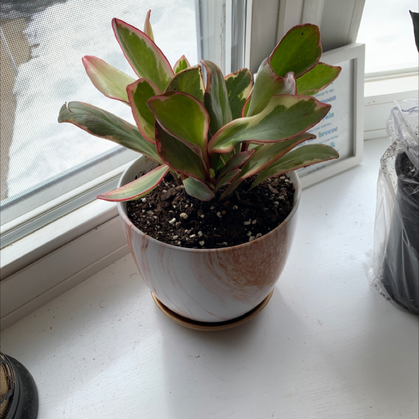 Potted Jelly Plant with thick, fleshy leaves and red edges on a windowsill.