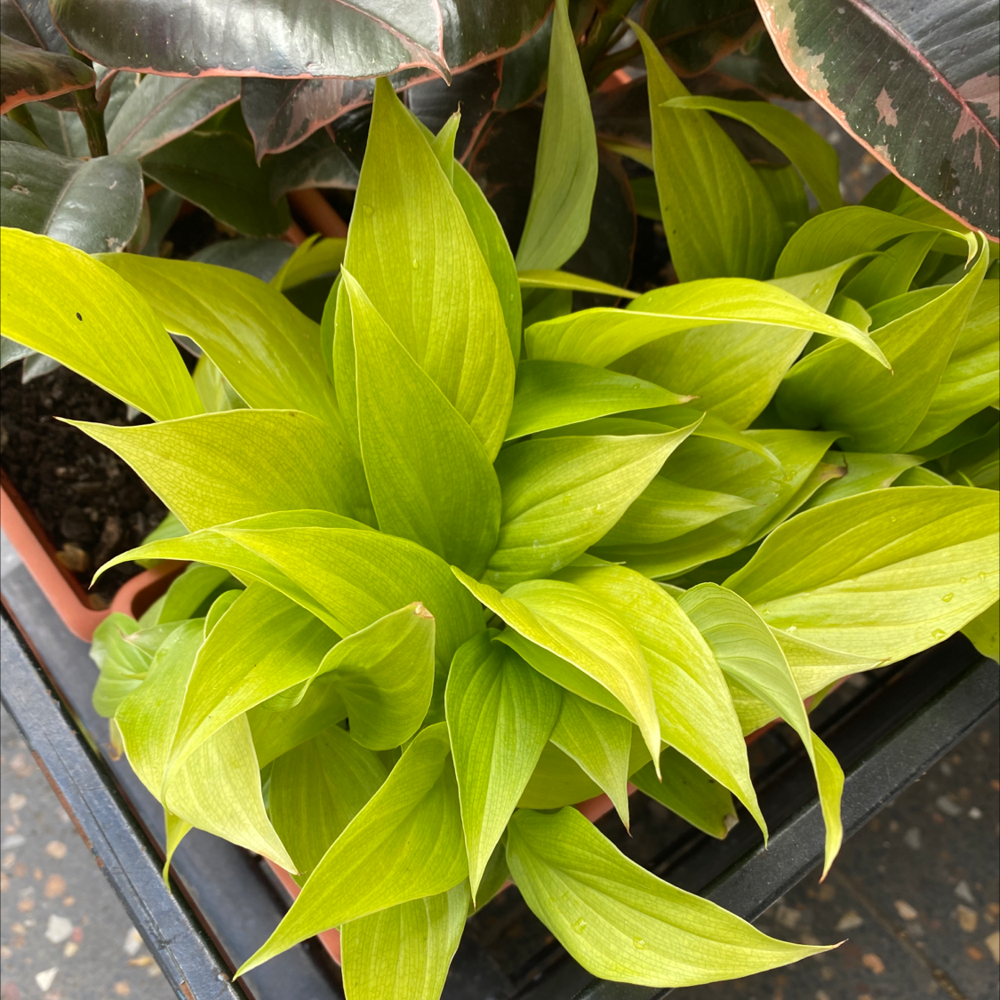 Photo of the plant species Tricyrtis hirta by Liam named Your plant on Greg, the plant care app