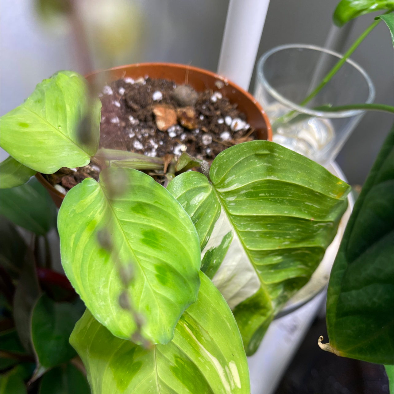 Variegated Prayer Plant in a pot with visible soil and variegated leaves.