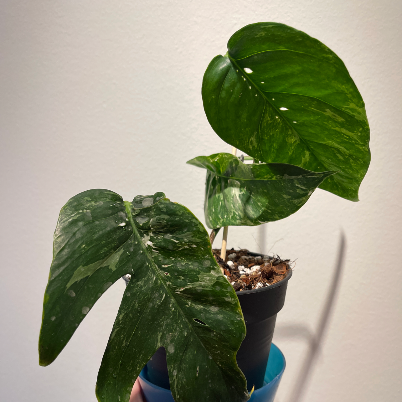 Albo Epipremnum Pinnatum plant in a pot with variegated leaves, held by a hand.