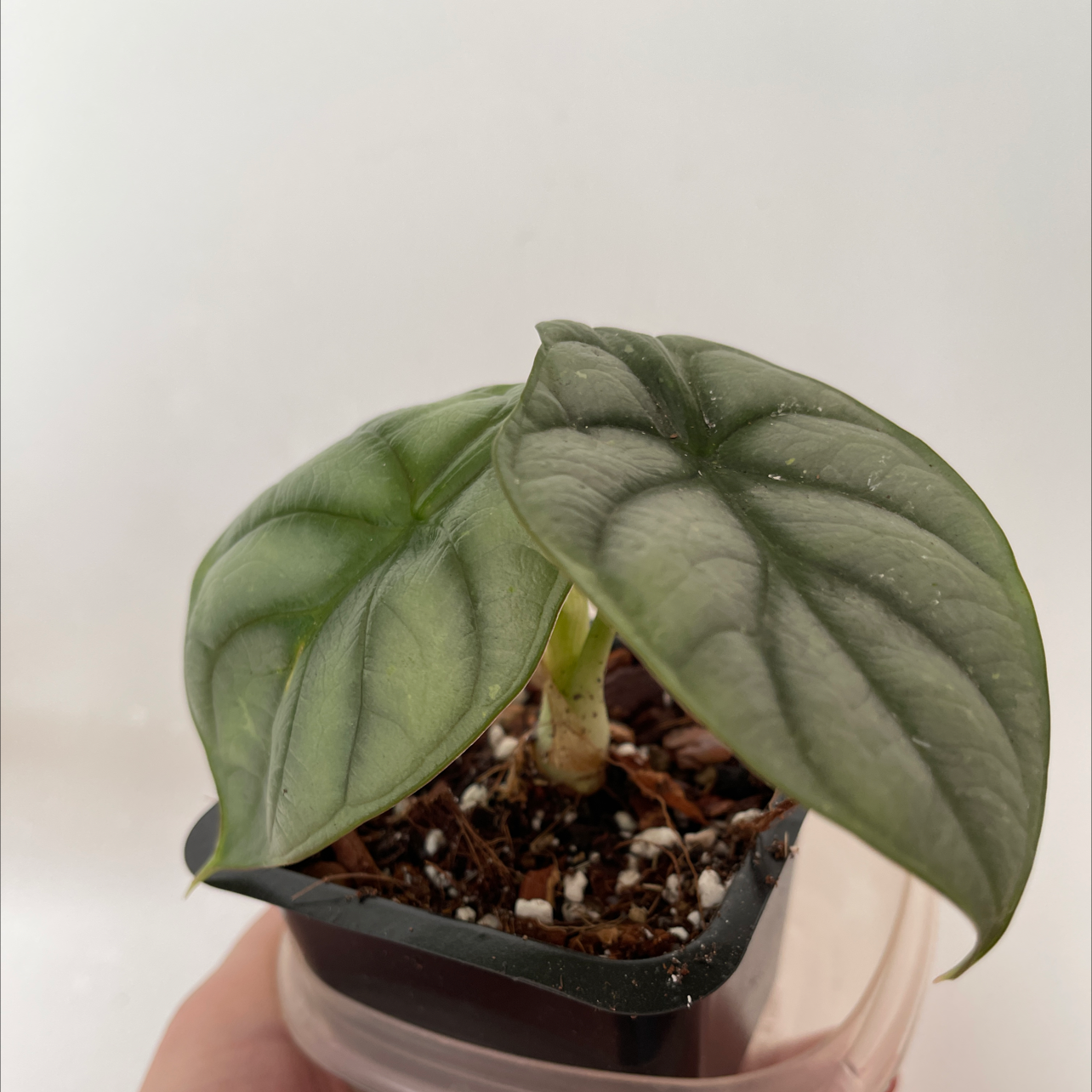 A healthy Silver Dragon plant with dark green veined leaves in a small pot.