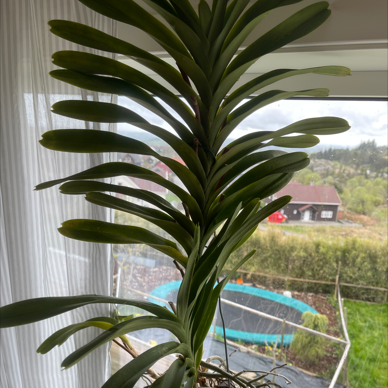 Vanda orchid indoors near a window with healthy green leaves.