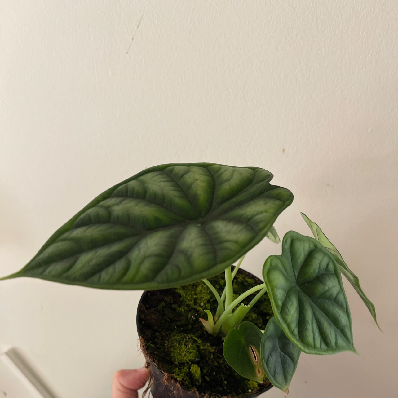 Photo of the plant species Alocasia 'Dragon Scale' by @Mjaubeibi40 named Ama on Greg, the plant care app