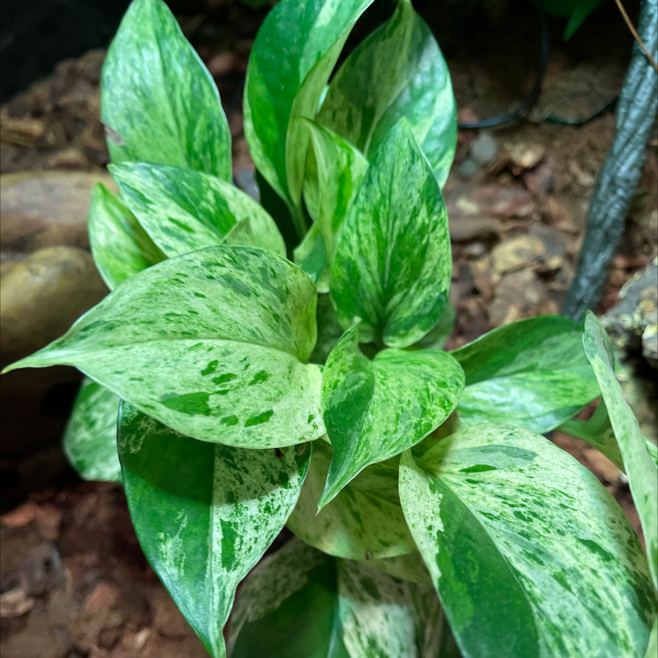 Taro Vine plant photo by @Mjaubeibi40 named Naomi on Greg, the plant care app.