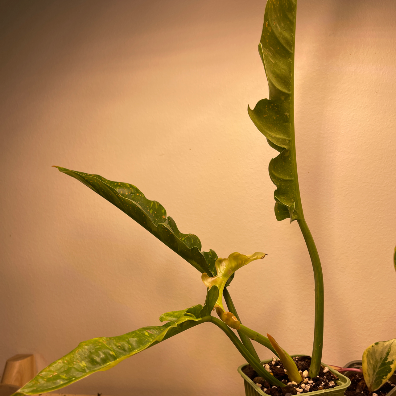Philodendron 'Ring of Fire' plant with elongated, serrated leaves in a pot. Some leaves show yellowing and browning.