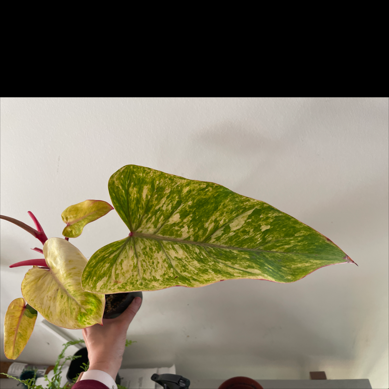 Philodendron 'Painted Lady' with variegated leaves, some yellowing visible, held by a hand.