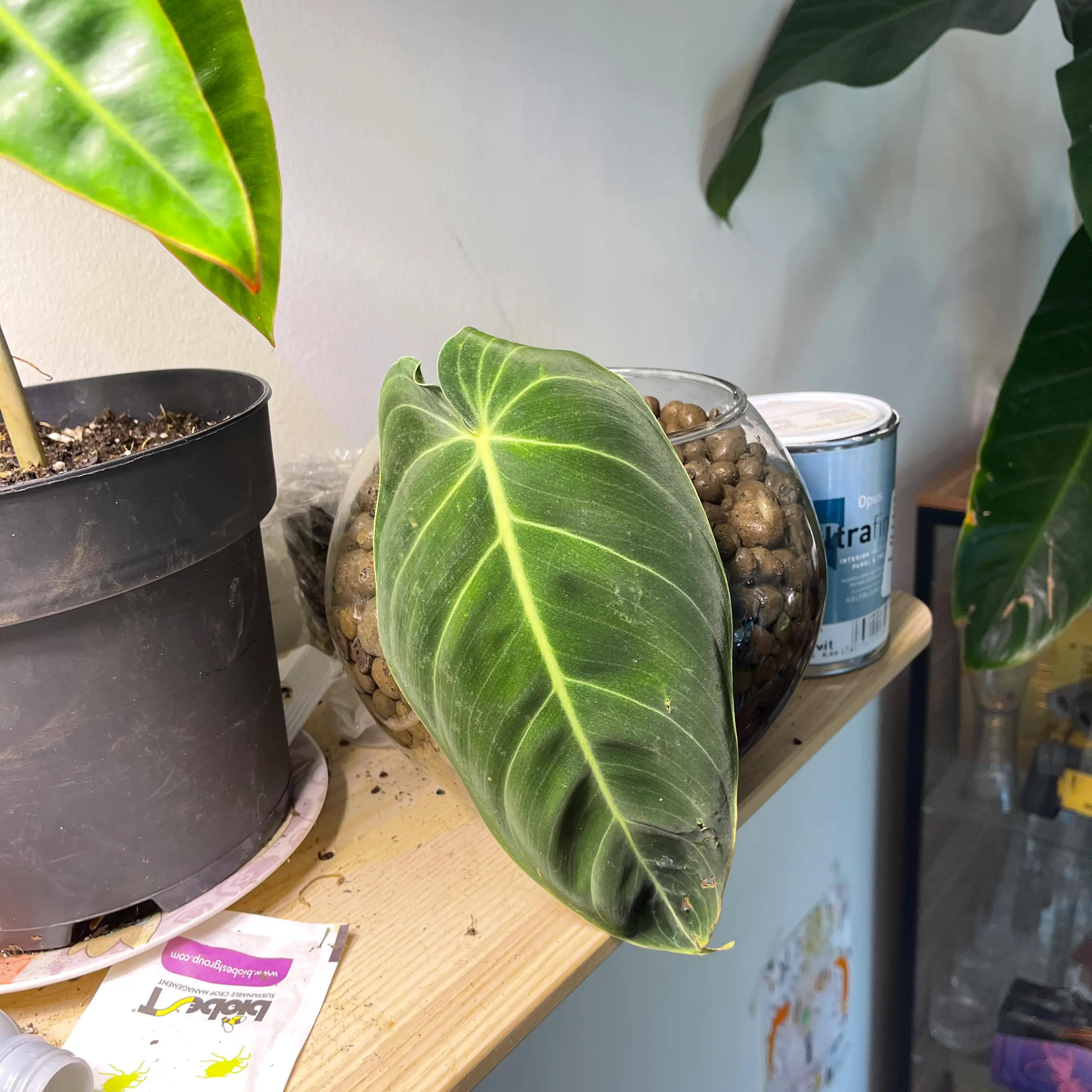 Black Gold Philodendron with a prominent healthy leaf on a shelf with other items.