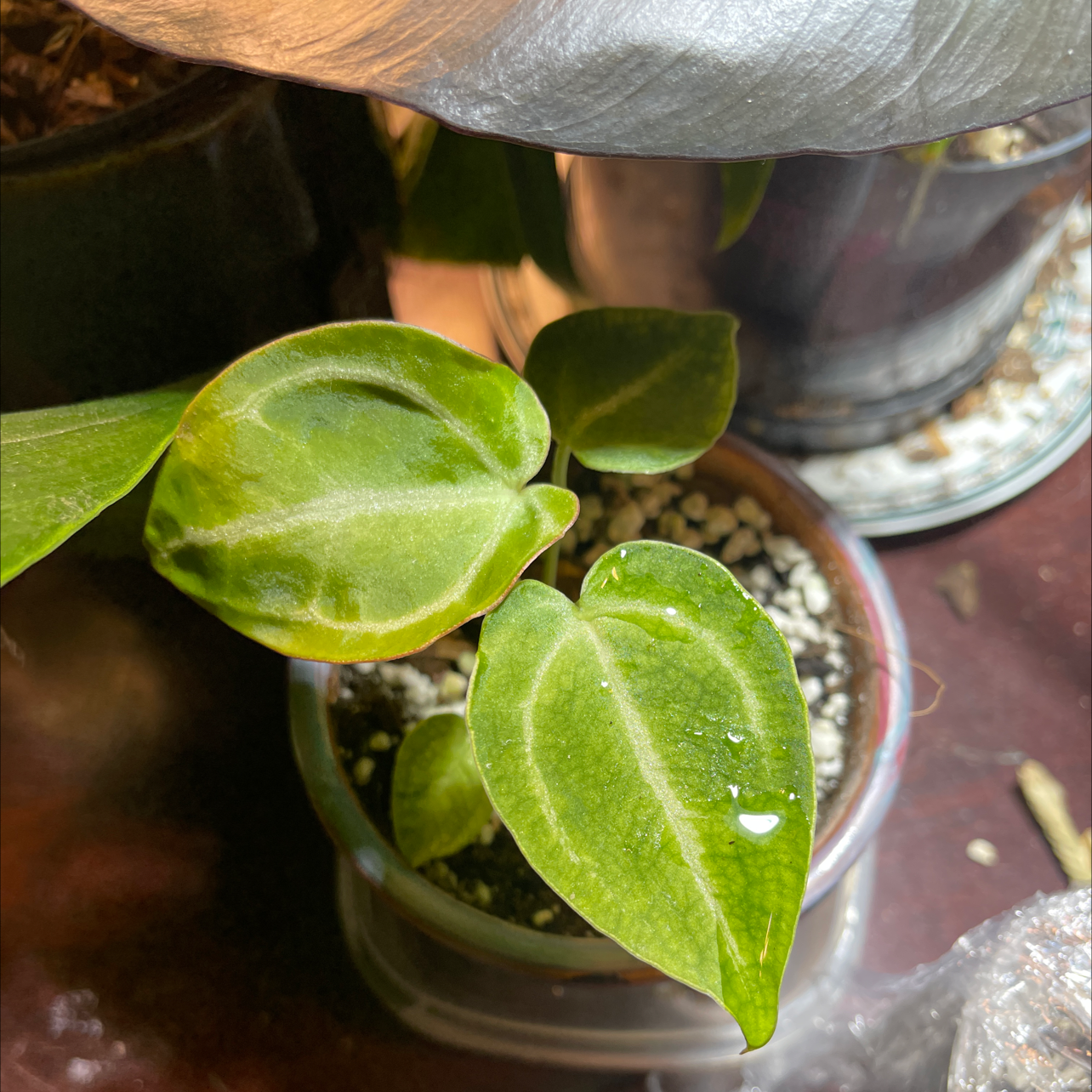Anthurium magnificum plant with healthy green leaves in a pot with visible soil.