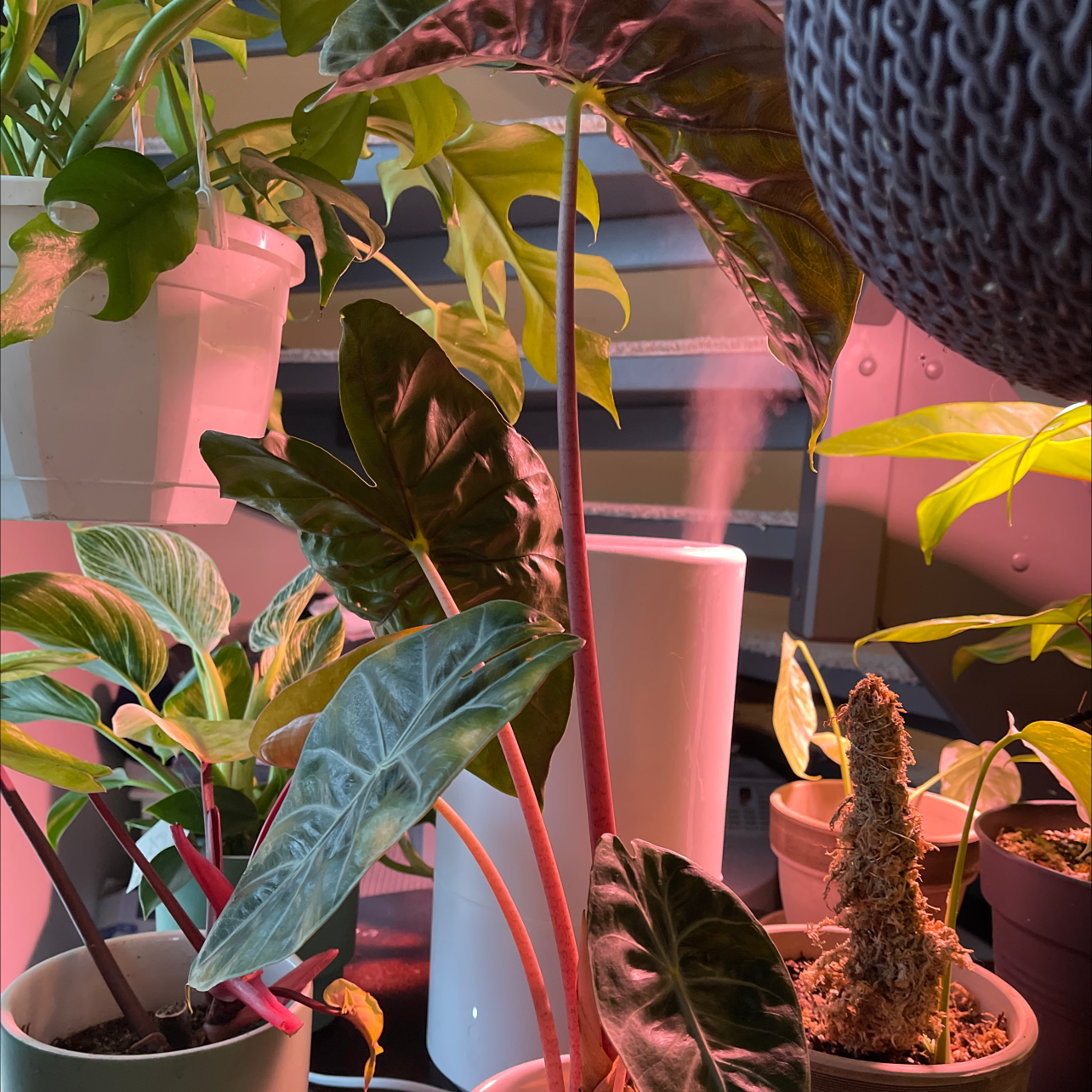 Alocasia Pink Dragon plant with vibrant leaves among other potted plants.