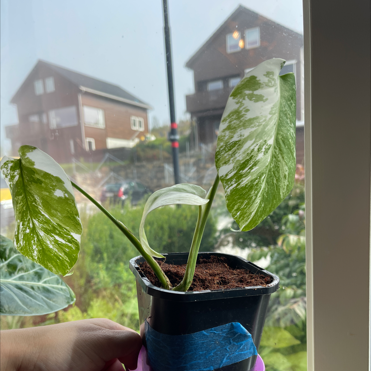 Variegated Monstera plant with three leaves in a small pot, held by a hand.