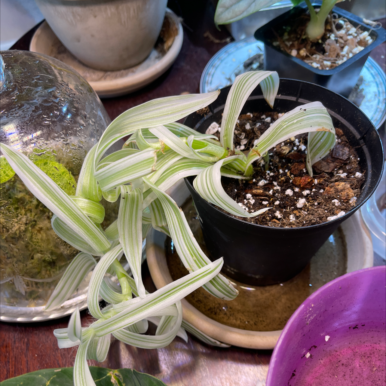 Tradescantia albiflora 'Albovittata' plant in a black pot with variegated leaves.
