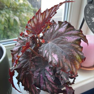 Rex Begonia plant in Lyefjell, Rogaland