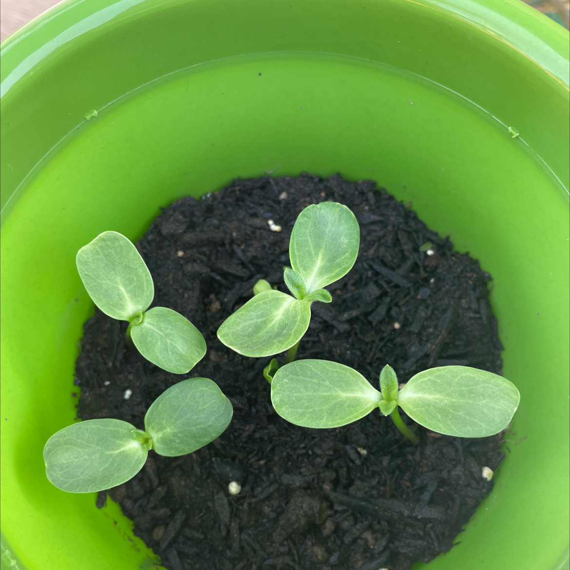 Healthy sunflower seedlings with bright green cotyledons growing in dark soil in a green plastic container.
