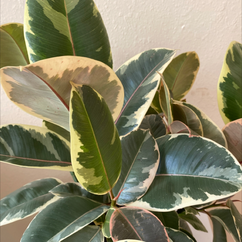 Photo of the plant species Ficus Elastica Decora by Anna named Rubberta on Greg, the plant care app