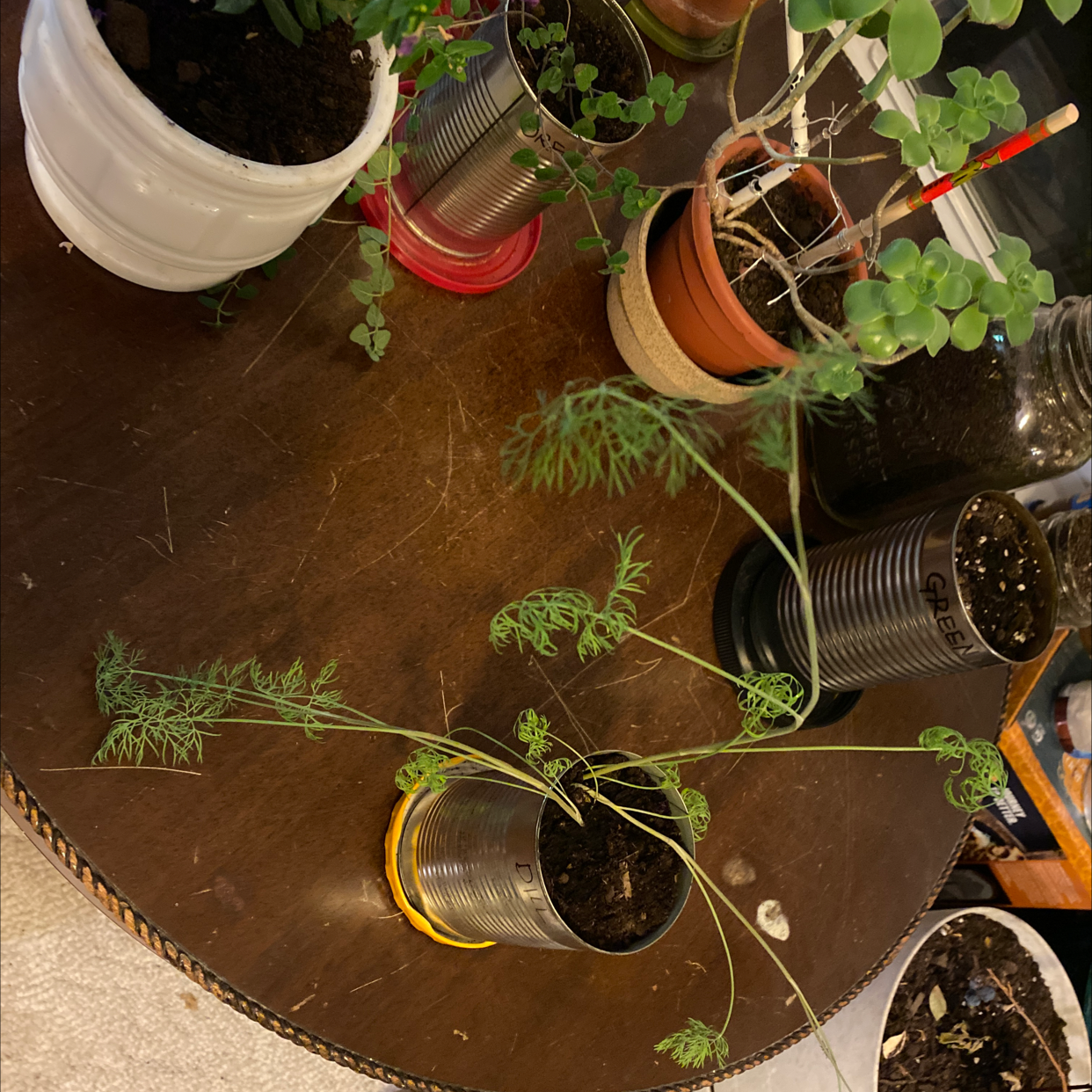 Photo of the plant species Wild Carrot by @you_r_my_LIGHT named Sigmund on Greg, the plant care app