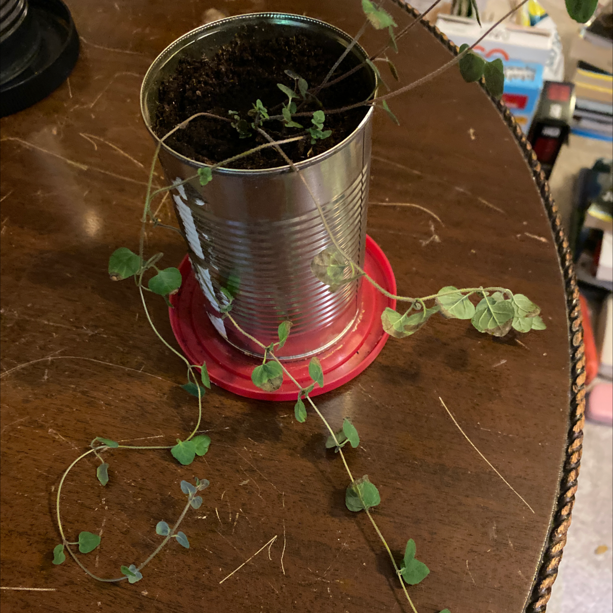 A small, healthy oregano plant growing in a red metal can on a rustic wooden surface. The plant has vibrant green leaves.