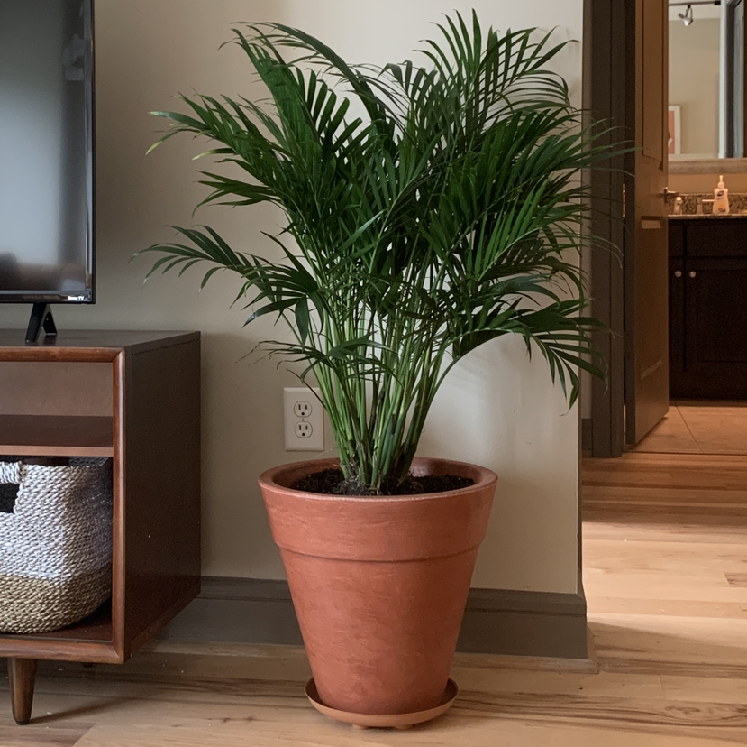 A healthy, thriving Cat Palm in a terracotta pot on a wood floor, with long green arching fronds and no signs of disease or damage.