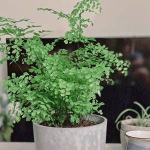 Maidenhair Fern plant photo by Ivy named Your plant on Greg, the plant care app.