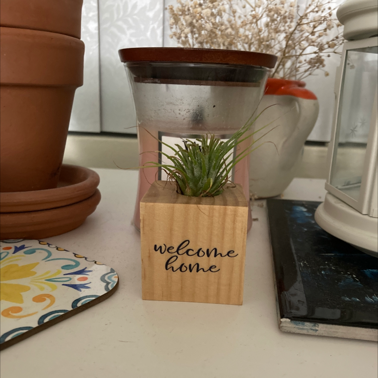 Photo of the plant species Orange Bulbine by @Lemonbrat named Air plant on Greg, the plant care app