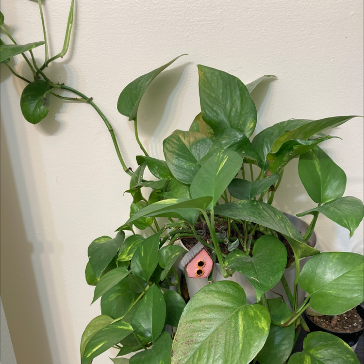 Taro Vine plant photo by @Lemonbrat named Pothos on Greg, the plant care app.