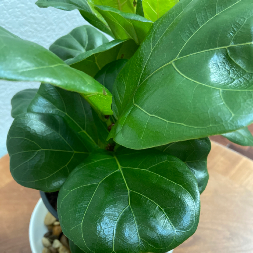Dwarf Fiddle Leaf Fig plant with healthy, glossy green leaves in a pot.