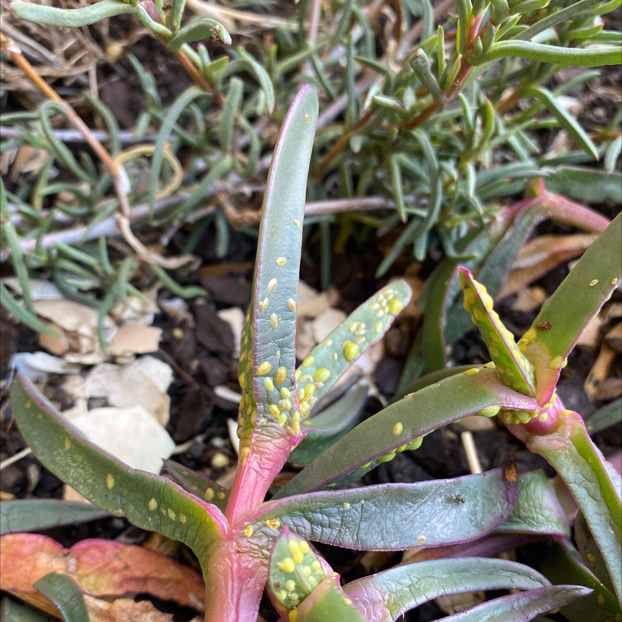 Hottentot Fig plant with yellow spots on succulent leaves, growing in soil.