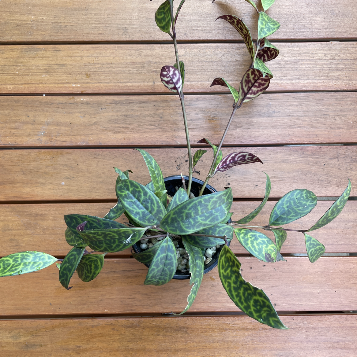 Black Pagoda Lipstick Plant with variegated leaves on a wooden surface.