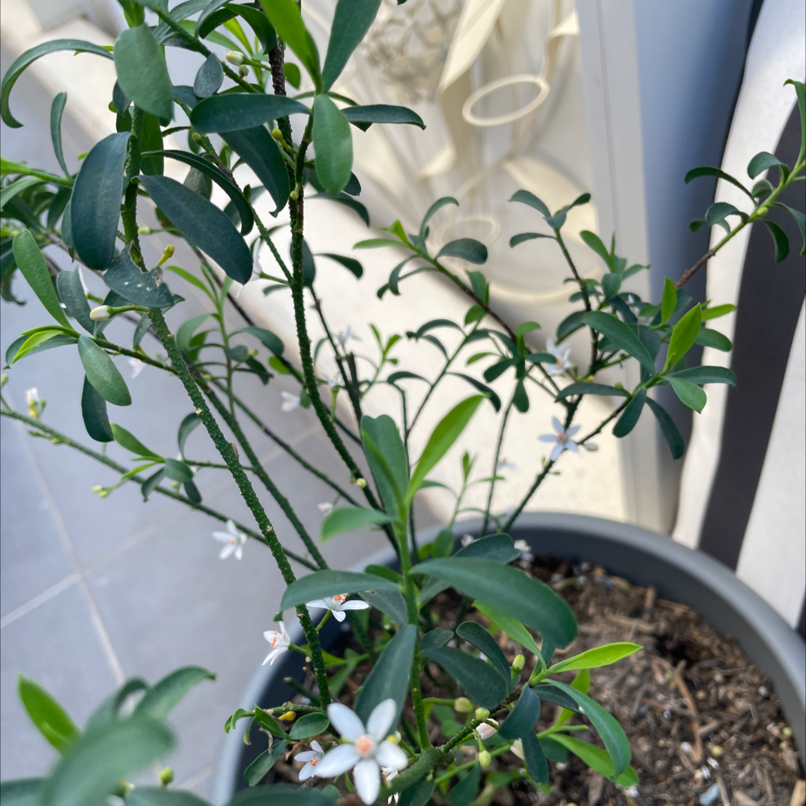 Photo of the plant species long.leaf wax flower by Danielle named $4 on Greg, the plant care app