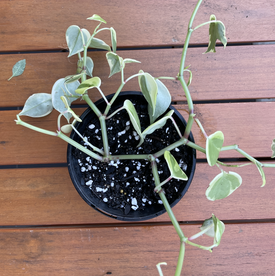 Variegated Peperomia Scandens in a pot with some wilted and discolored leaves.