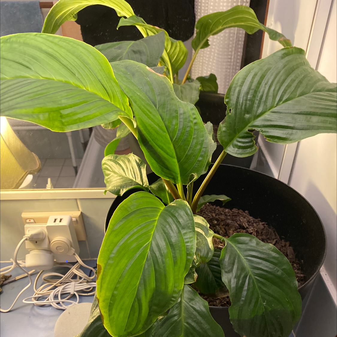 Photo of the plant species Black Bat Flower by Amanda named Batty on Greg, the plant care app