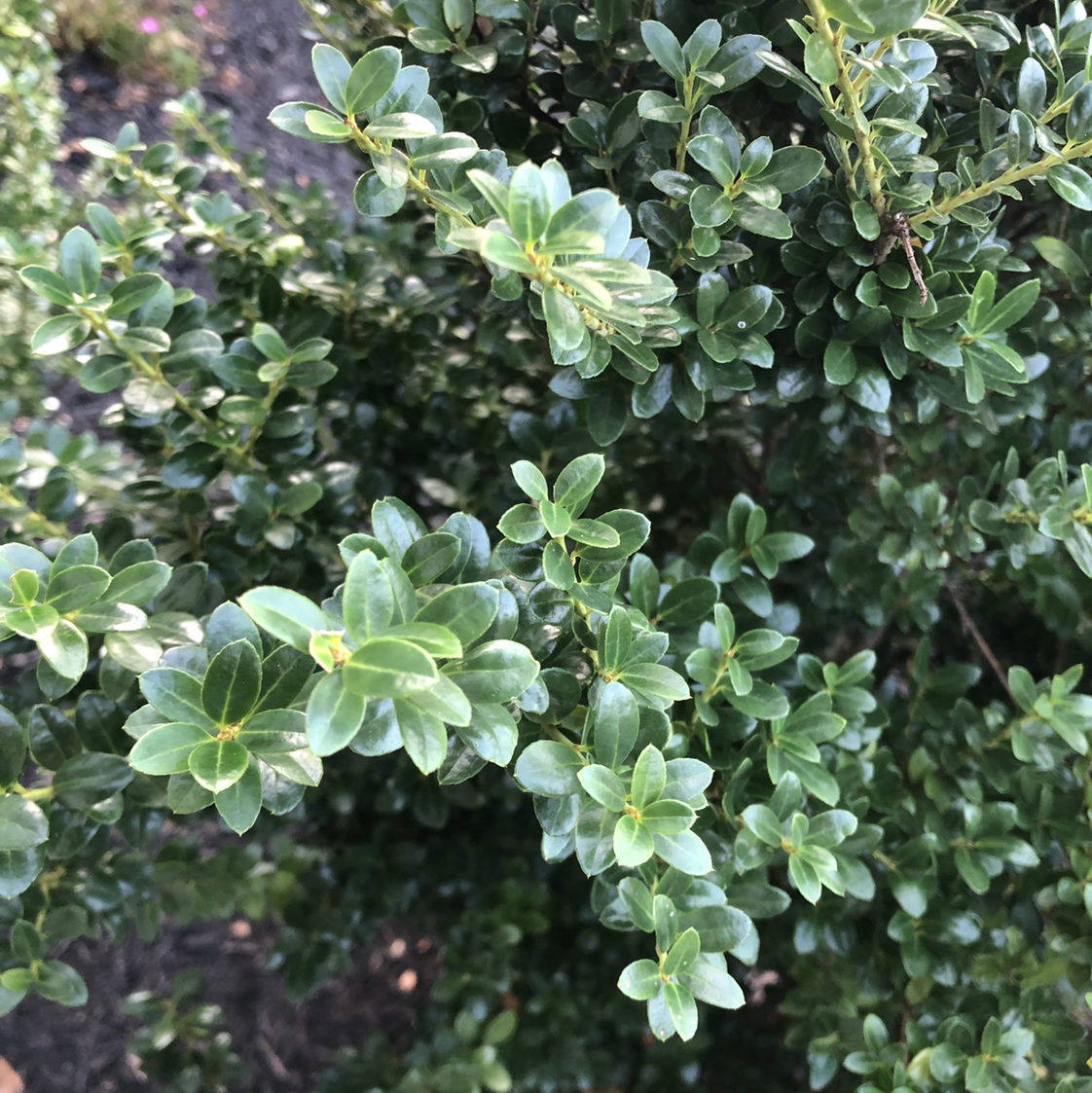 Healthy common boxwood shrub with dense, glossy green leaves and new light green growth at branch tips, no signs of disease.