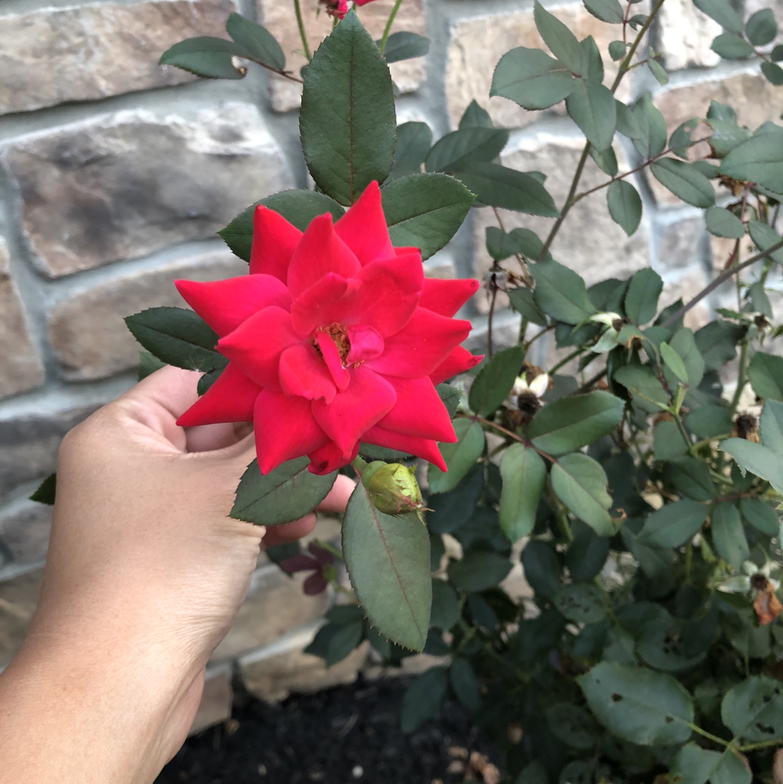 Beach Rose plant with a red flower being held by a hand, some leaf browning visible.