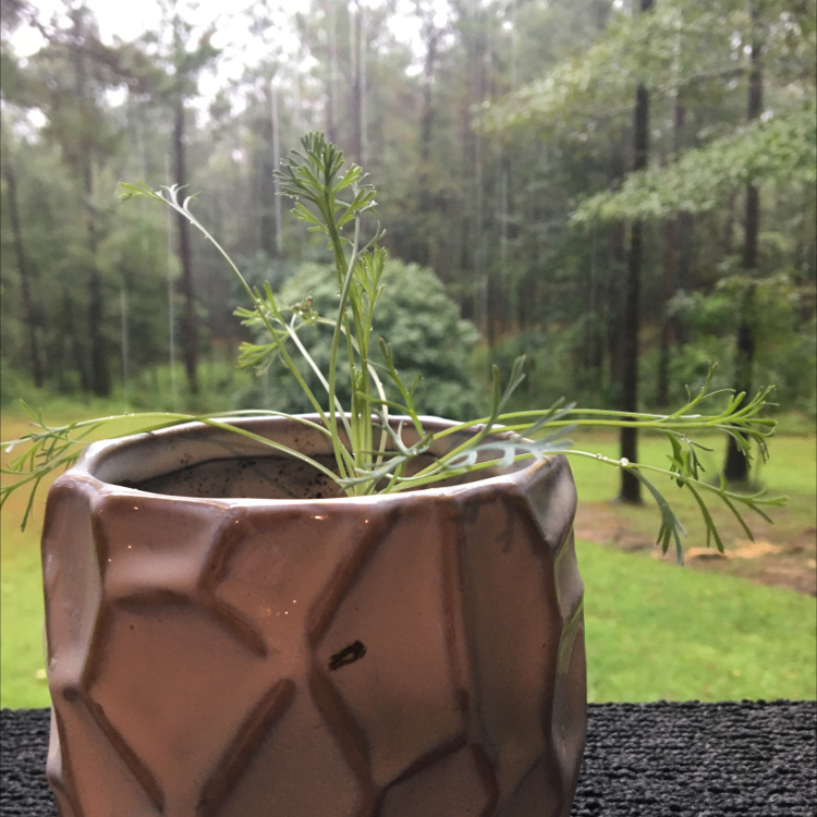 California Poppy plant photo by @KaylaPlant4967 named Figyonce on Greg, the plant care app.