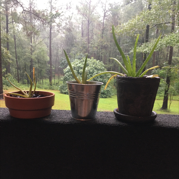 Aloe vera plant photo by @KaylaPlant4967 named ThreeAmigos on Greg, the plant care app.