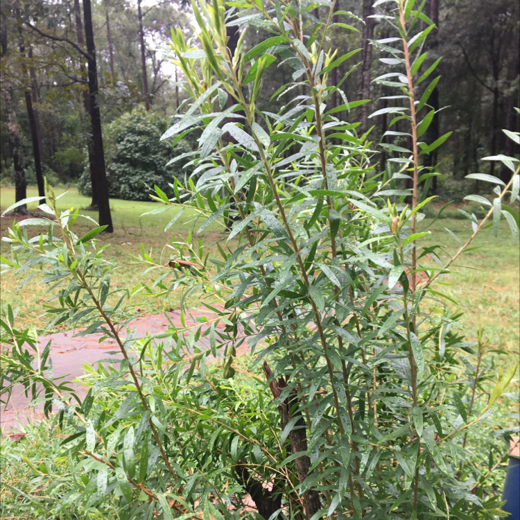 White Willow plant photo by @KaylaPlant4967 named Fred on Greg, the plant care app.